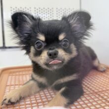 最新画像！元気の塊のようなチワワ来ましたー