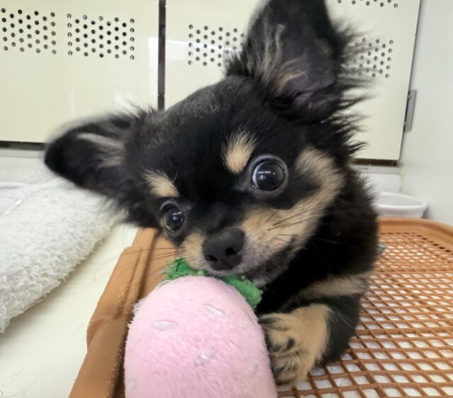 チワワ