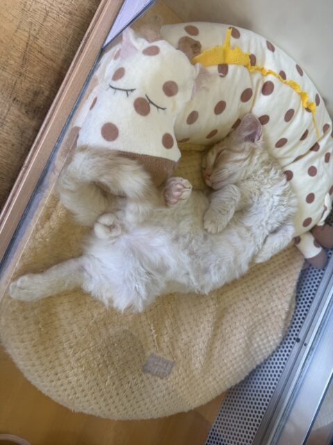 ラムキン