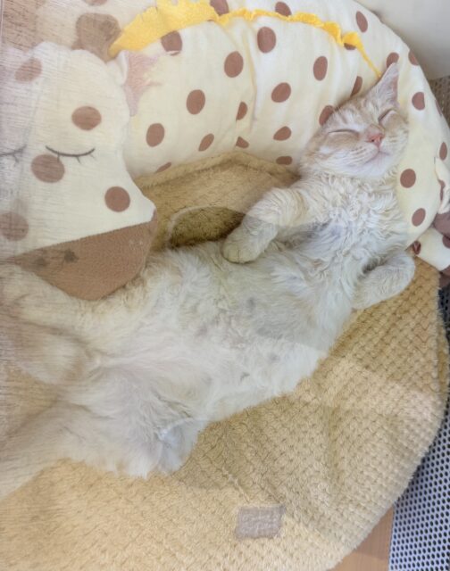 ラムキン