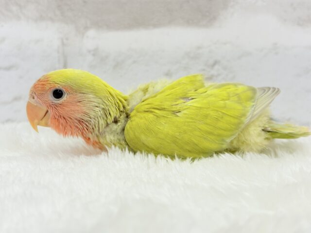 コザクラインコ（小桜インコ）