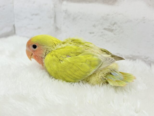 コザクラインコ（小桜インコ）