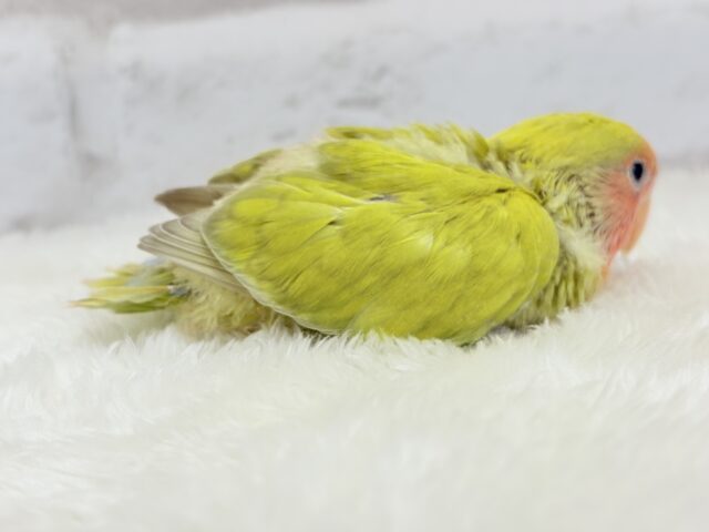 コザクラインコ（小桜インコ）