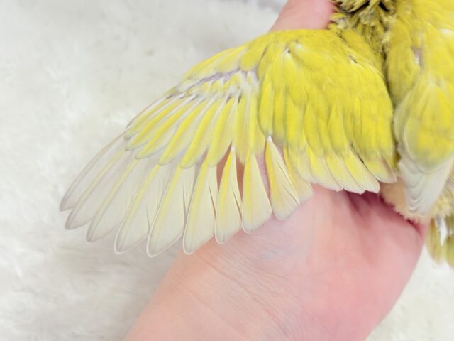 コザクラインコ（小桜インコ）