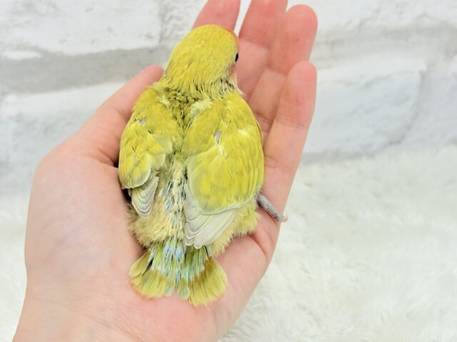 コザクラインコ（小桜インコ）