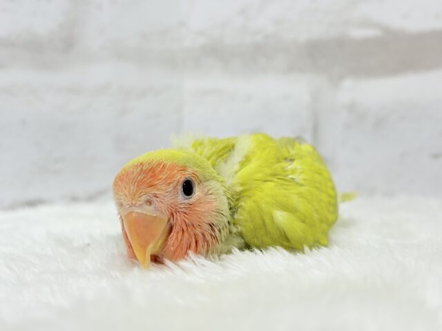 コザクラインコ（小桜インコ）
