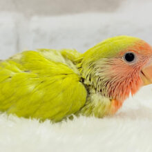 ポっと色づく落ち着きカラー.*･ﾟコザクラインコ(シナモン) ヒナ