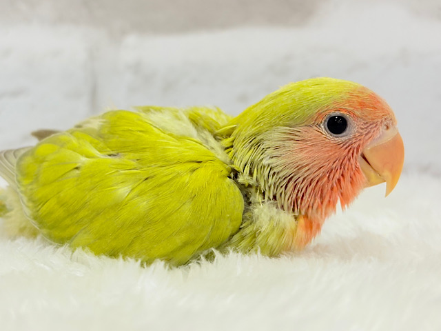 ポっと色づく落ち着きカラー.*･ﾟコザクラインコ(シナモン) ヒナ