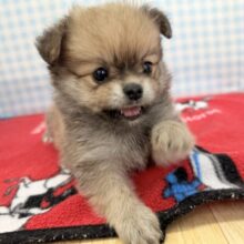 ウルフセーブルのポメチワ来ました！