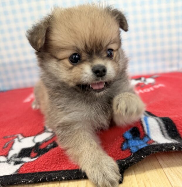 ウルフセーブルのポメチワ来ました！