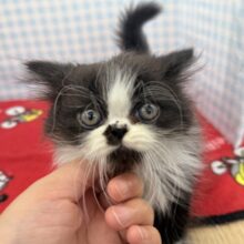 パンダカラーのフォールデックス🐼