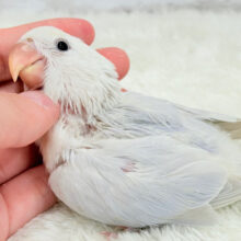 なでなでだーい好き♥コザクラインコ(ダイリュートブルーバイオレットシナモンオパーリン) ヒナ