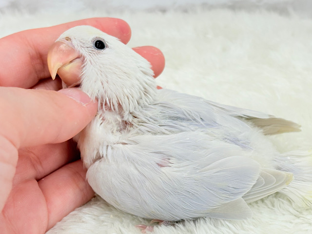 なでなでだーい好き♥コザクラインコ(ダイリュートブルーバイオレットシナモンオパーリン) ヒナ