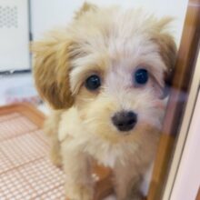 最新画像！可愛さにメロメロになっちゃう？マルプーちゃん！