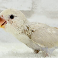 好奇心旺盛で甘えんぼ💖コザクラインコ(ホワイトフェイスバイオレットシナモン) ヒナ