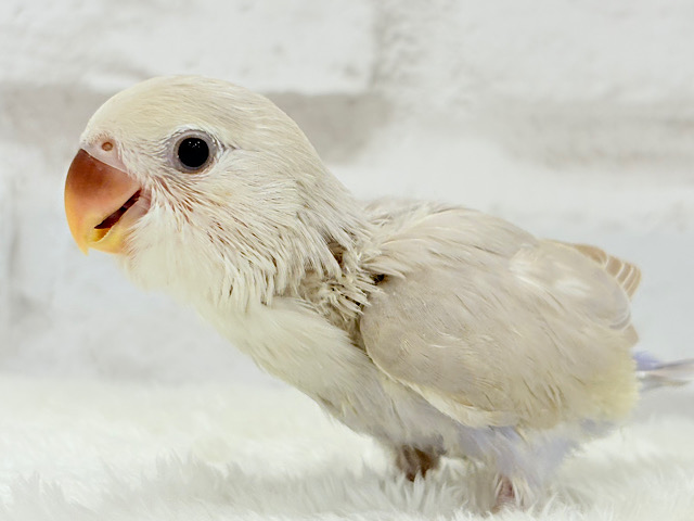 好奇心旺盛で甘えんぼ💖コザクラインコ(ホワイトフェイスバイオレットシナモン) ヒナ