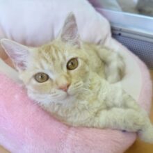 最近画像！カールが素敵🐈ラムキンくん！
