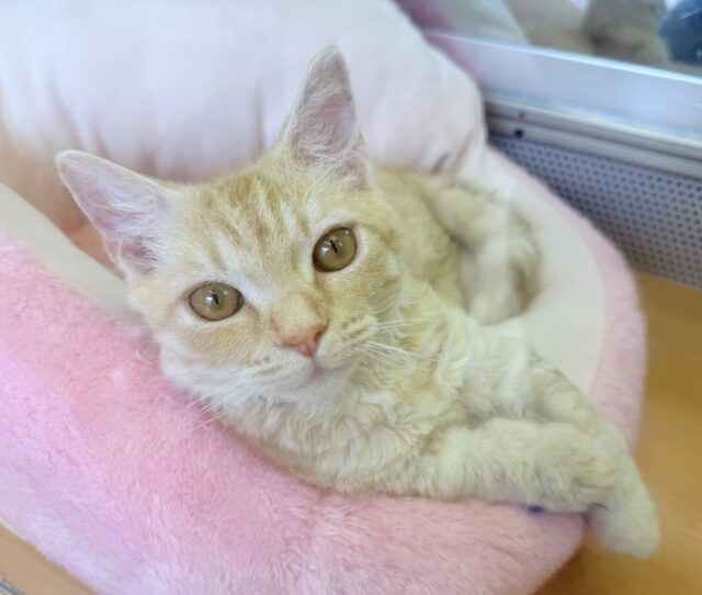 ラムキン