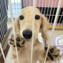最新画像！やんちゃ盛りなダックスくん😚