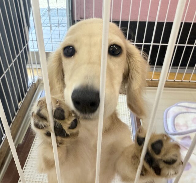 ミニチュアダックス