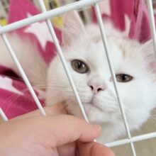 最新画像📷ミルクティーみたいな可愛さ！サイベリアンちゃん！