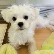 最新画像！愛嬌たっぷり☺️マルチーズくんが来たよ！！！