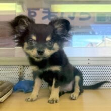 最新画像！元気の塊のようなチワワ来ましたー