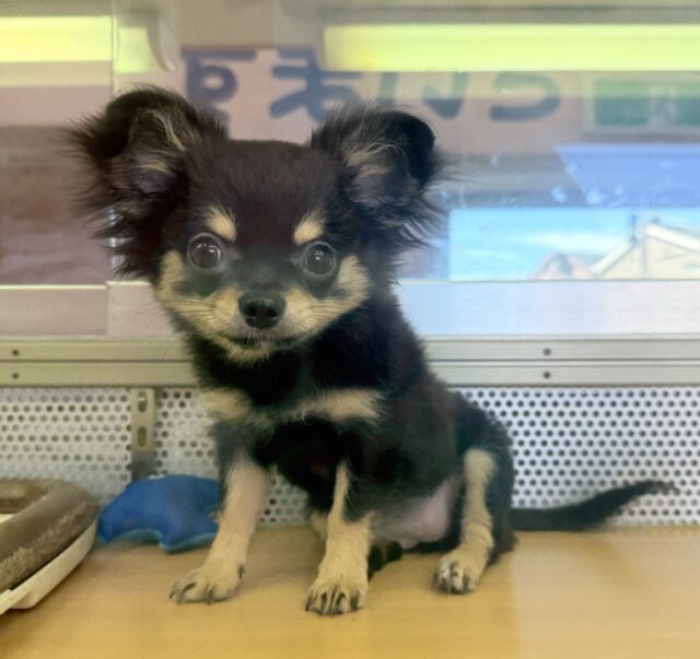 チワワ
