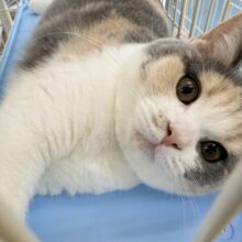 最新画像📷お久しぶり！三毛カラーのブリティッシュちゃん！