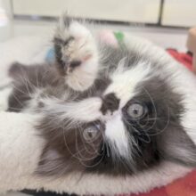 最新画像📷パンダカラーのフォールデックス🐼