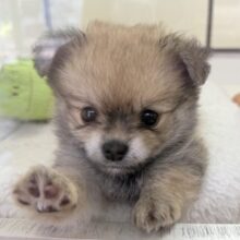 最新画像📷ウルフセーブルのポメチワ来ました！