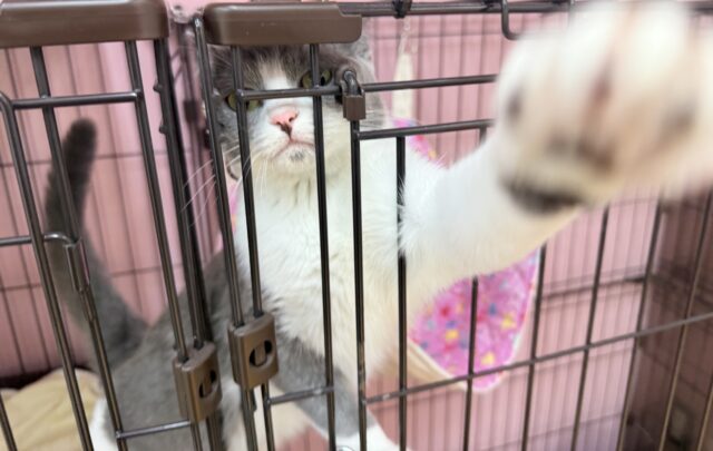マンチカン