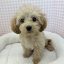 最新画像！可愛さにメロメロになっちゃう？マルプーちゃん！