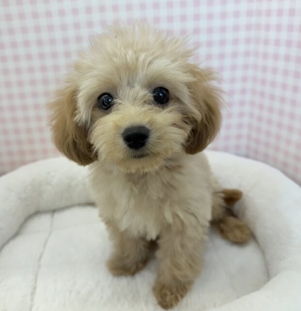 最新画像！可愛さにメロメロになっちゃう？マルプーちゃん！