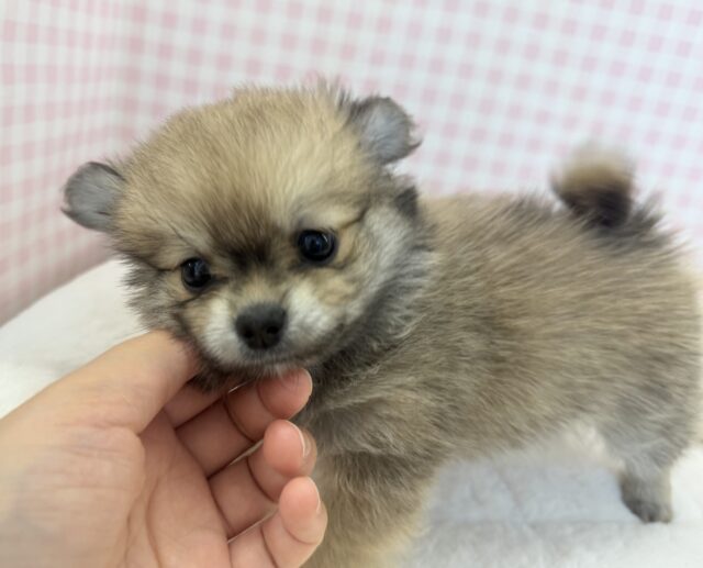 ポメチー（ポメチワ）