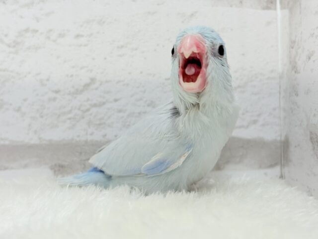 説明画像です