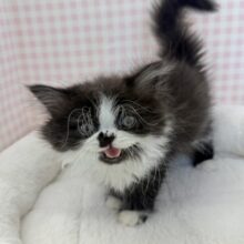 最新画像📷パンダカラーのフォールデックス🐼