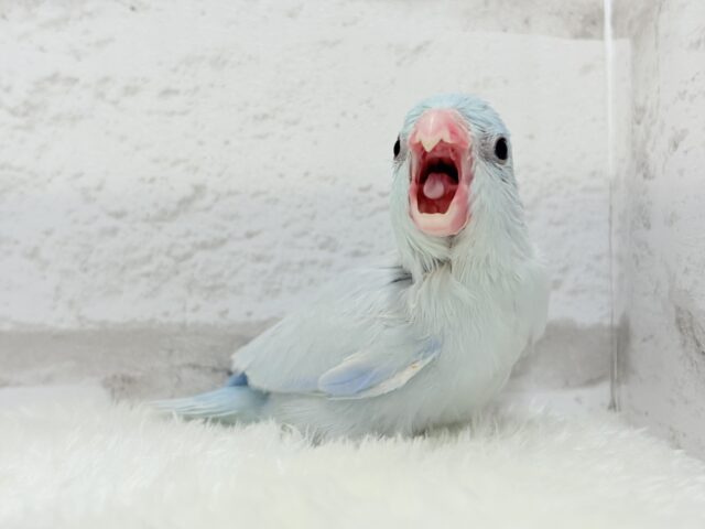 説明画像です