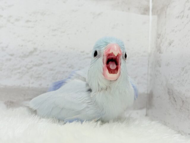 説明画像です