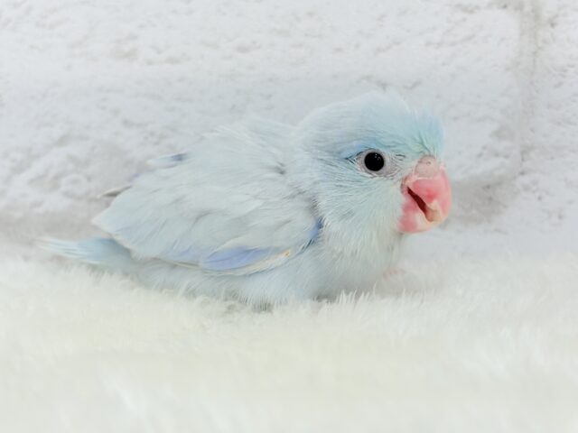 説明画像です