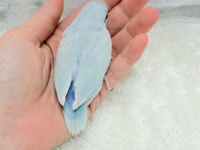 説明画像です