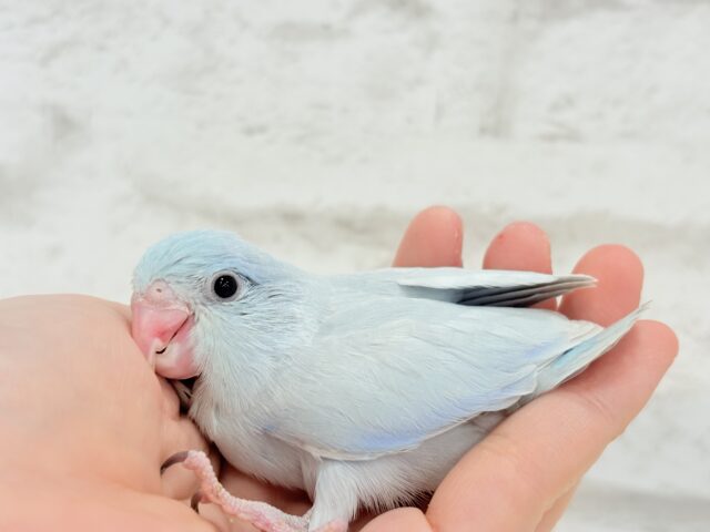 説明画像です