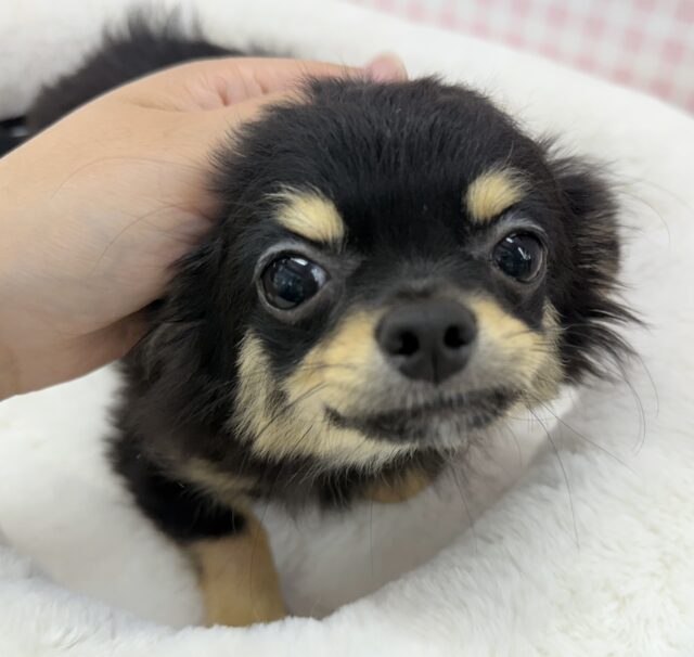 チワワ