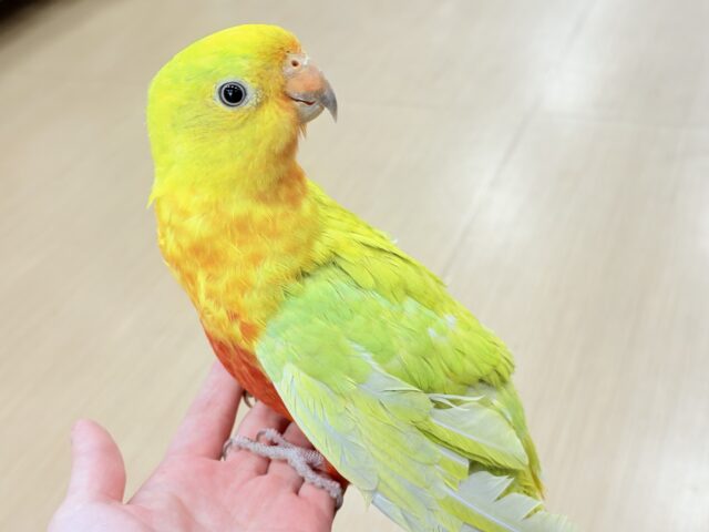 説明画像です