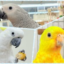 夏が来た🎐🍃オウムフェア〜🦜🫧