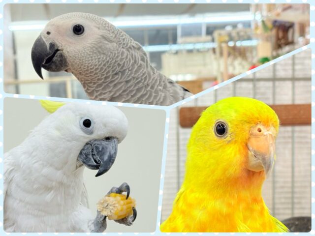 夏が来た🎐🍃オウムフェア〜🦜🫧