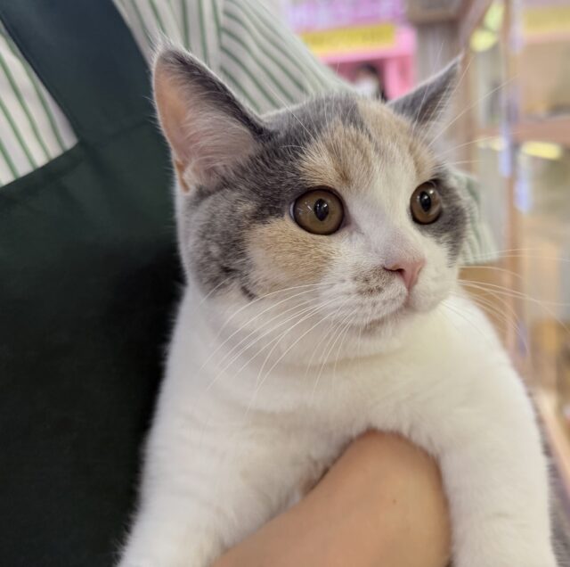 ブリティッシュショートヘア