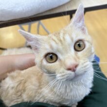 最近画像！カールが素敵🐈ラムキンくん！