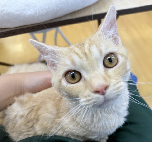 ラムキン