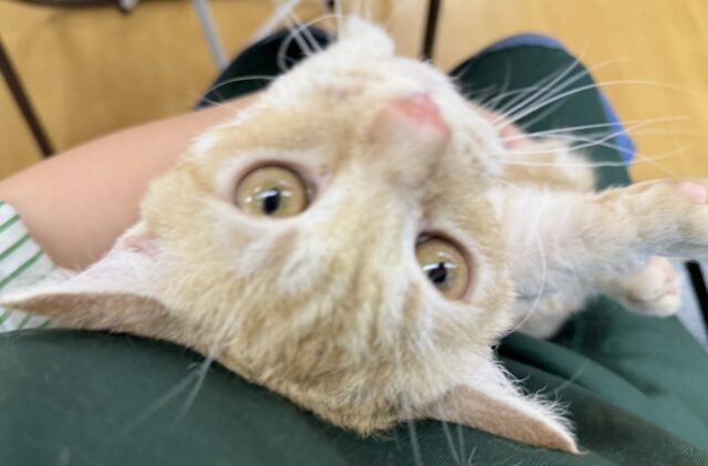 ラムキン